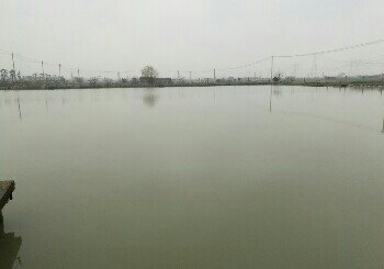 精品鱼休闲垂钓农庄