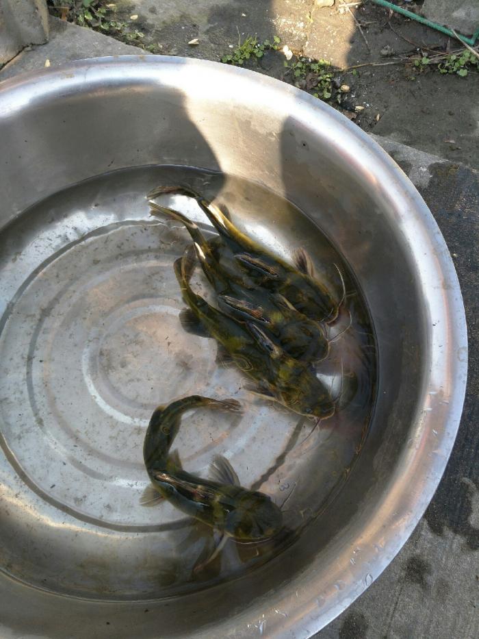 新泽源小徐垂钓场