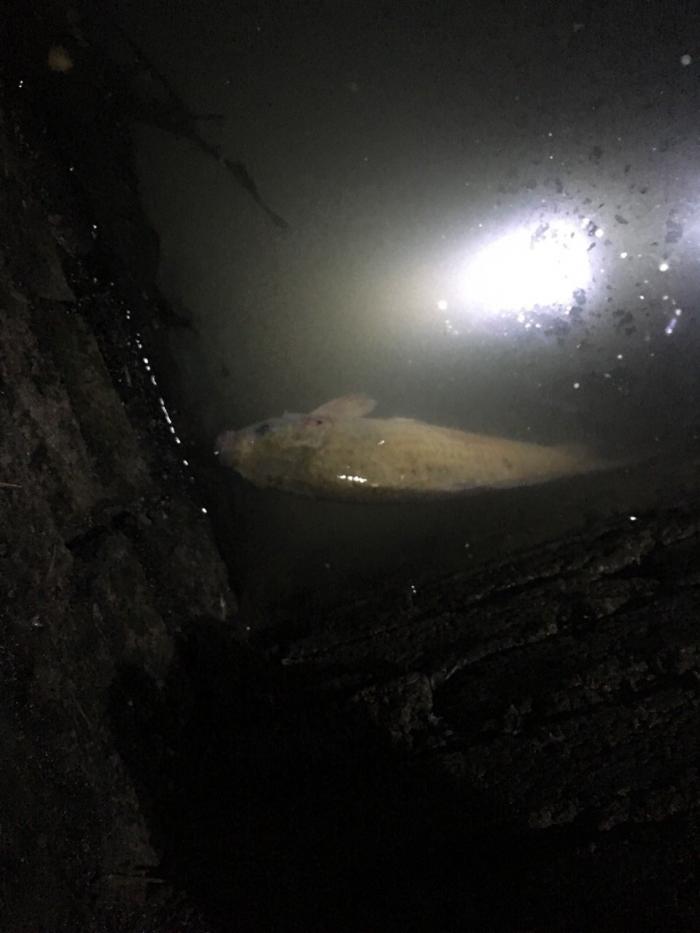 英都山茶园垂钓山庄