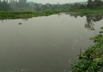 石马河大桥钓场