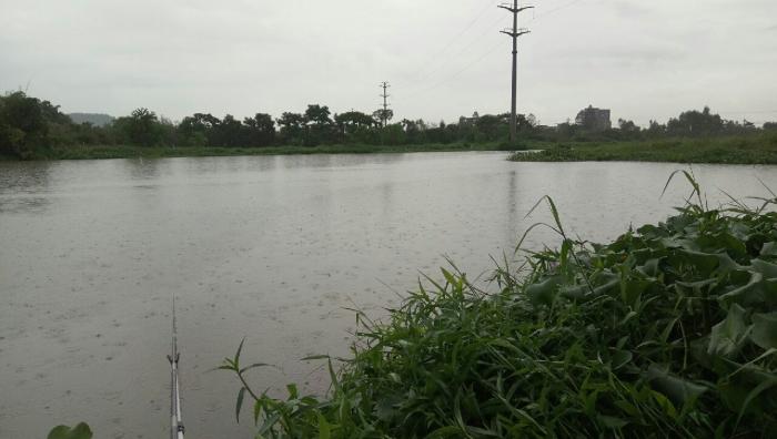 东江分支小金河段