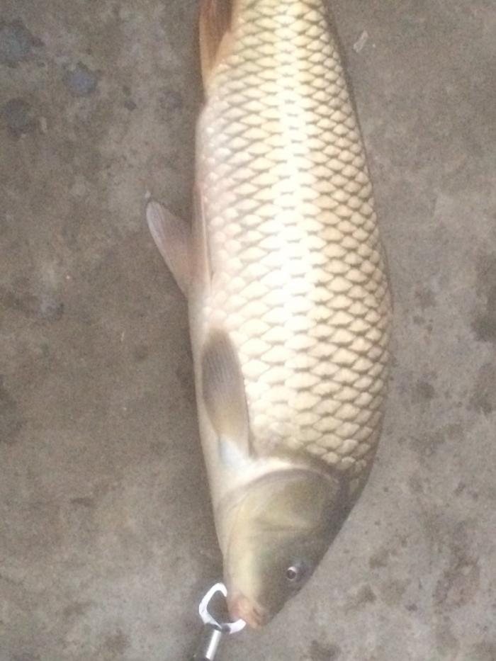 沙颖河上张湾段