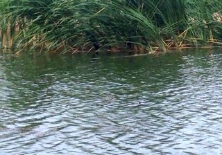 森格藏步狮泉河