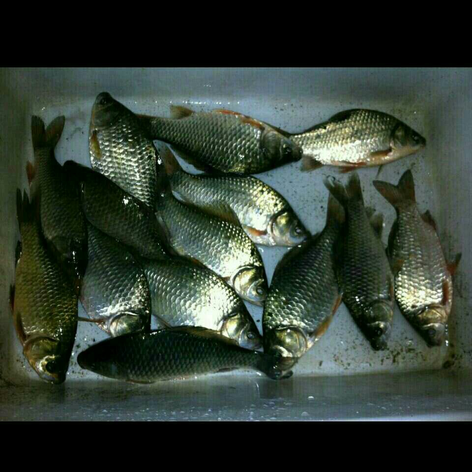 光明镇大桥西北侧