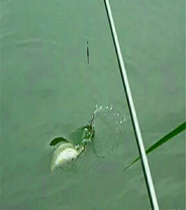 沙颖河2桥东野钓场