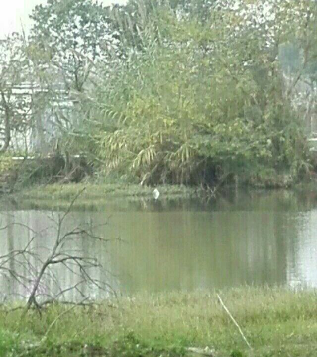 南光明村陆家水渠鱼塘