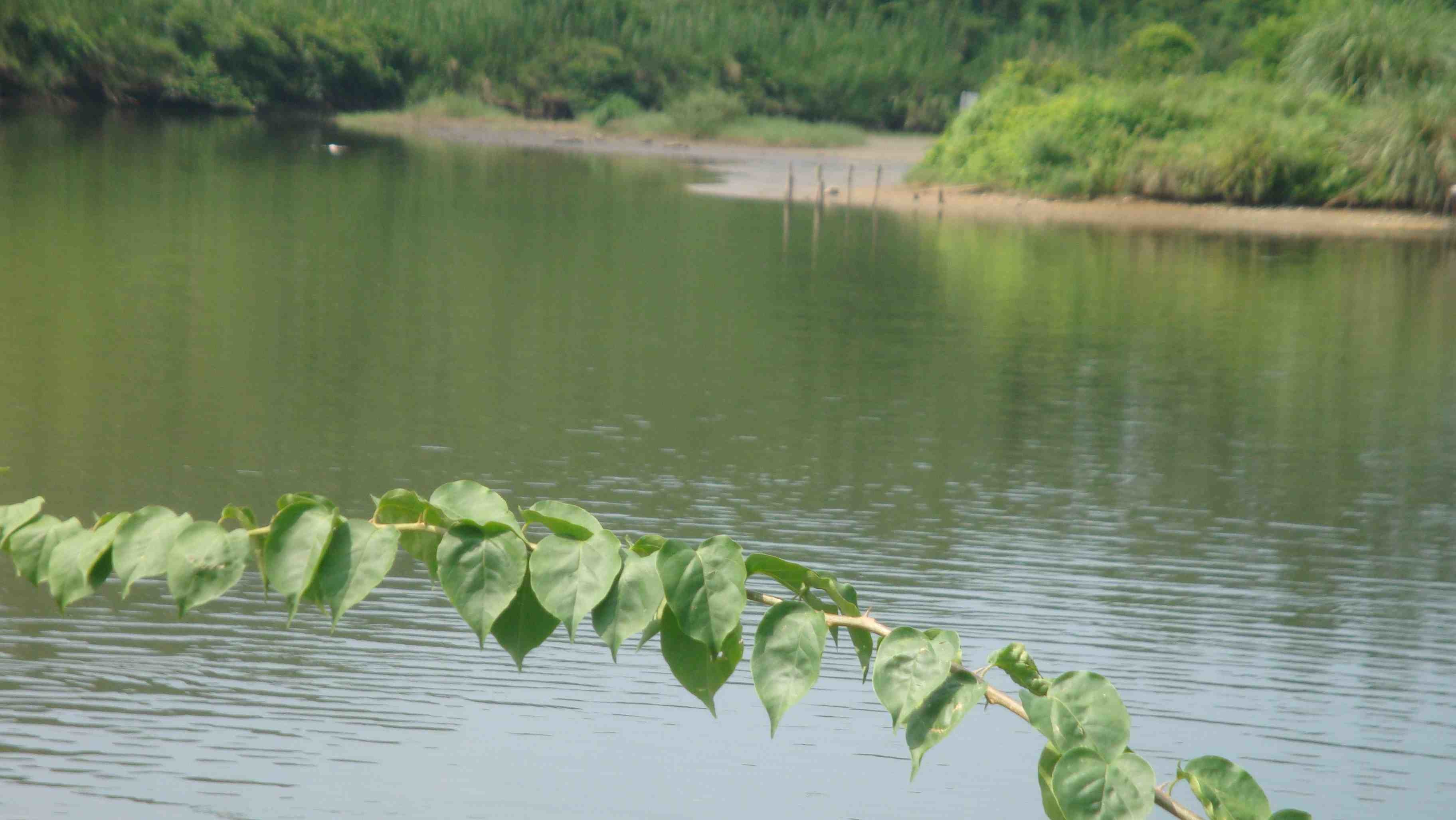 黄颈水库