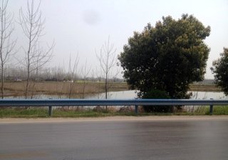 博物馆前面的野塘