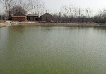 张氏鱼池