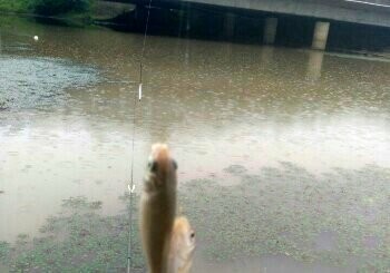 梅厂村东桥下迎丰渠