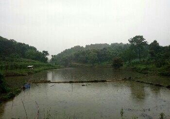 黄冲养殖塘