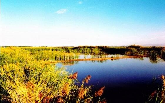 芦苇湖