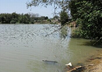流溪河高增竹林段