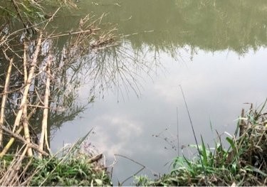 白鹭湾湿地公园野河