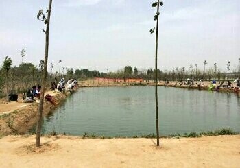 循环微流水绿色生态大草鱼垂钓园