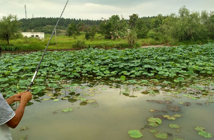 藕塘钓点