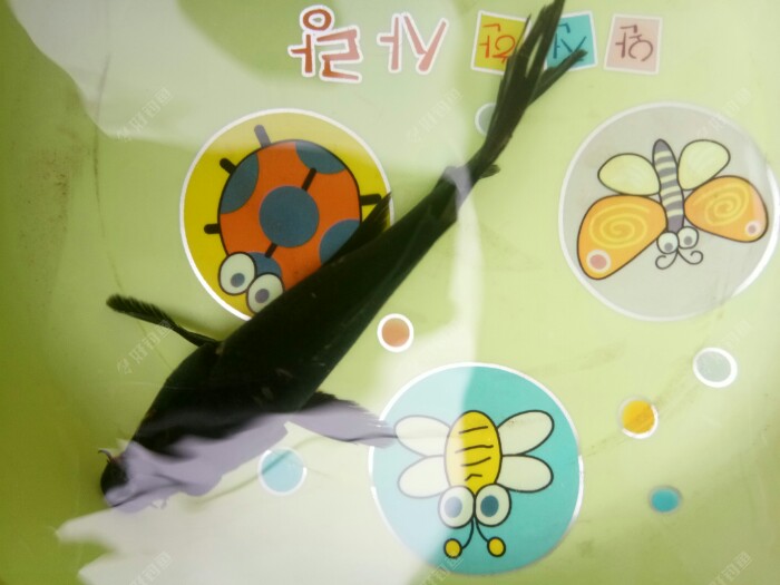 這是我今天釣到那尾