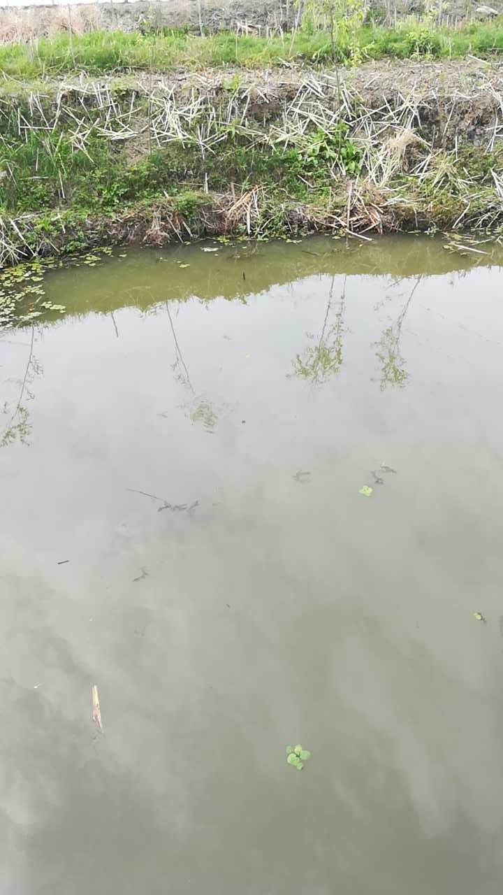 秦南镇何杰村徐舍桥