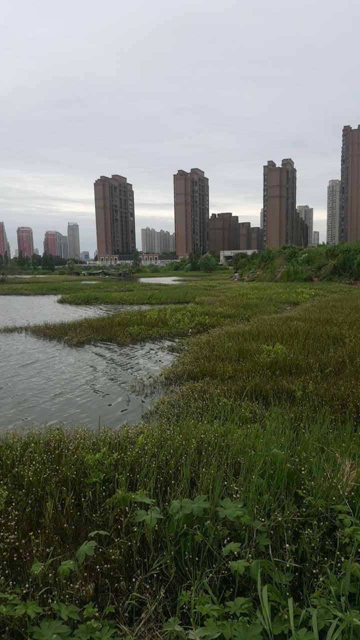 雷池街旁边无名野湖