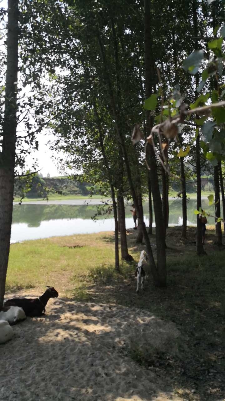 方城县杨楼乡高庄河