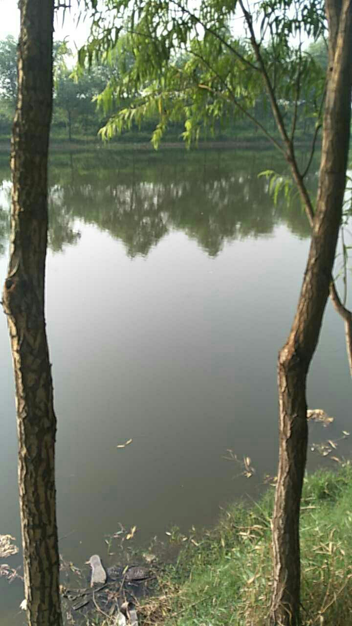 漳河马兰头河段