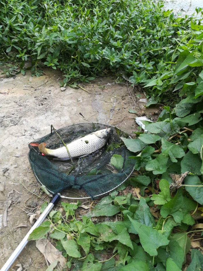 又一条漂亮鲤鱼妹妹