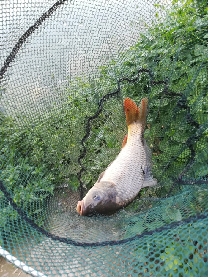 漂亮的鲤鱼妹子
