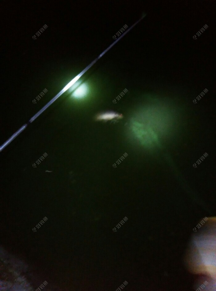 拍了几张照片的功夫,鱼被溜反了