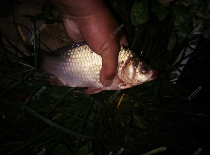 现在窝子里有很多鲫鱼口,用的钩大,很难钓到鲫鱼。今天目标鱼是鲤鱼,就没换鱼钩