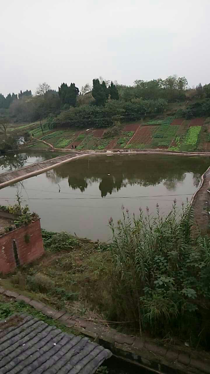 肖三土鲫鱼鱼塘