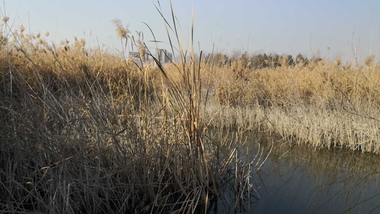 晋阳湖草滩