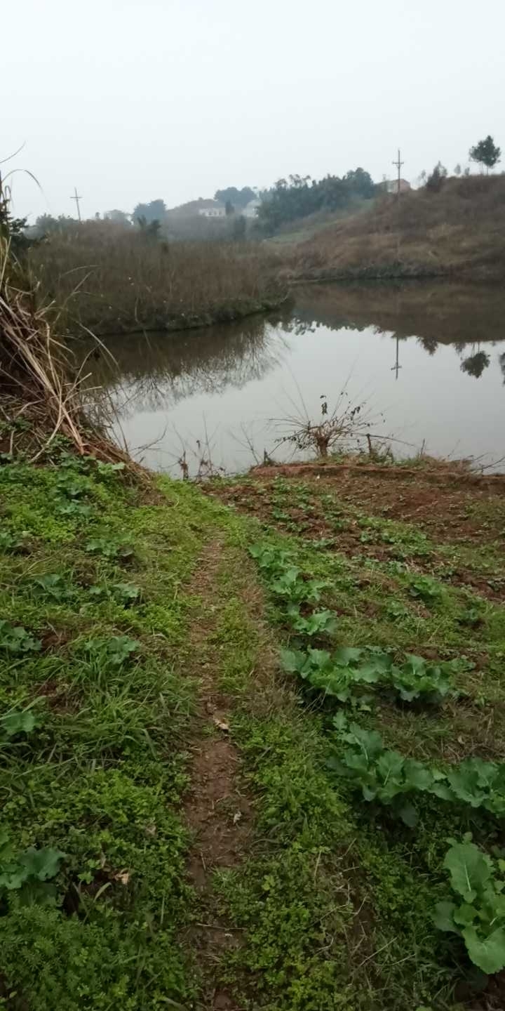 永年镇鱼塘