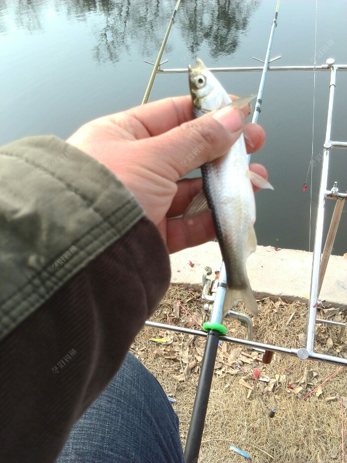 串钩红虫，开竿小白条，活蹦