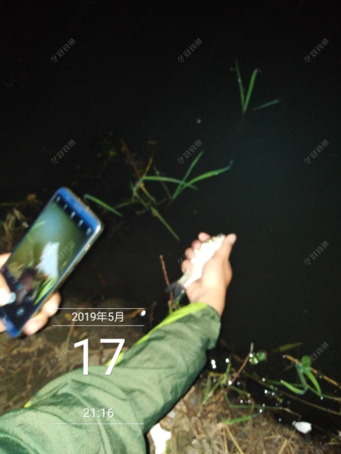 这条鱼以后可以和河里的小伙