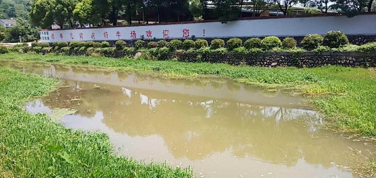 俏牛儿奶牛养殖场旁河流