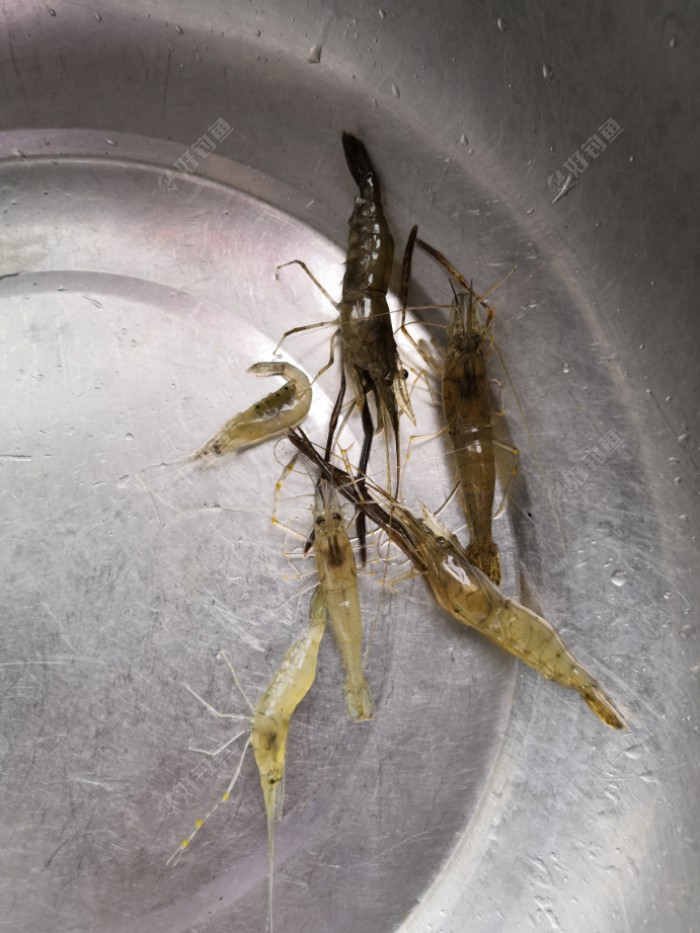 三个地笼就只虾