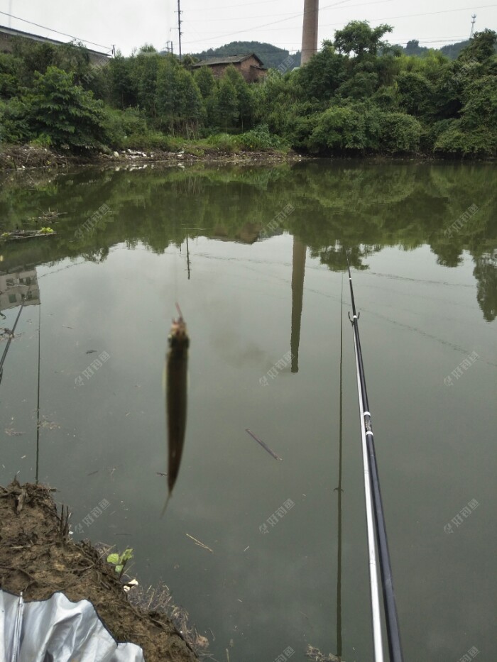 自从用上江湖猎人饵料好久没