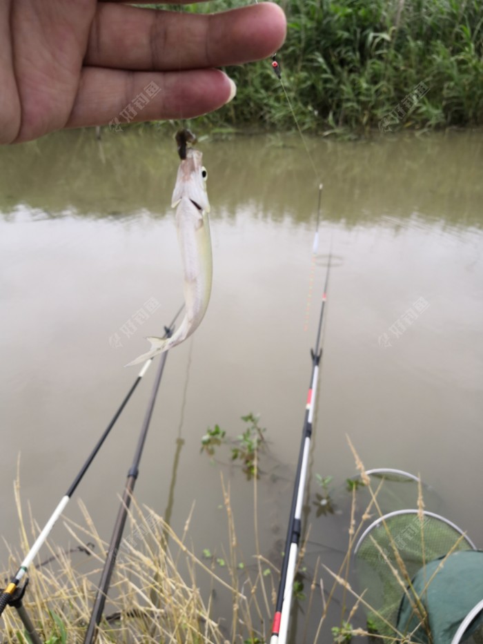 白条也吃臭蚯蚓啊