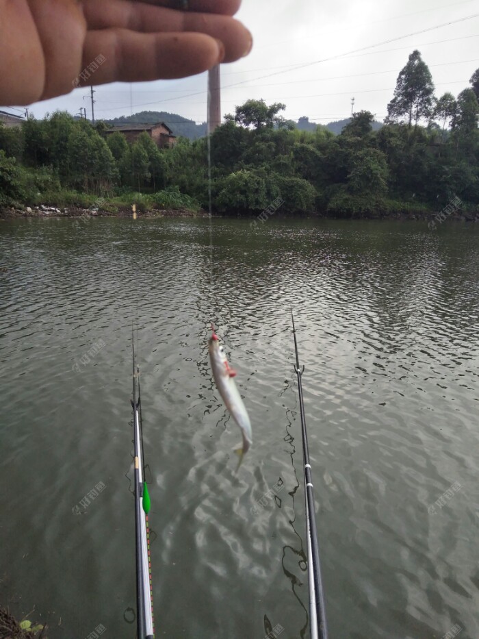 继续拉白条！可惜好景不长，老天又翻脸了。