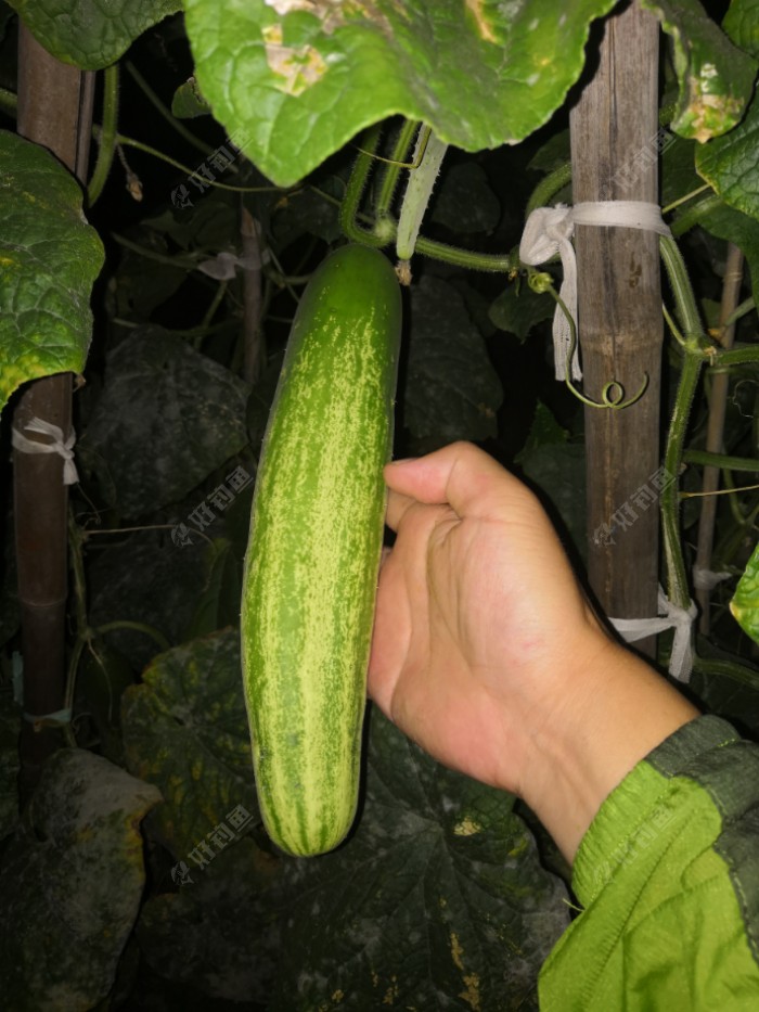 大老粗黄瓜，不能吃了