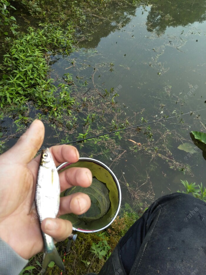 小白条够大的。