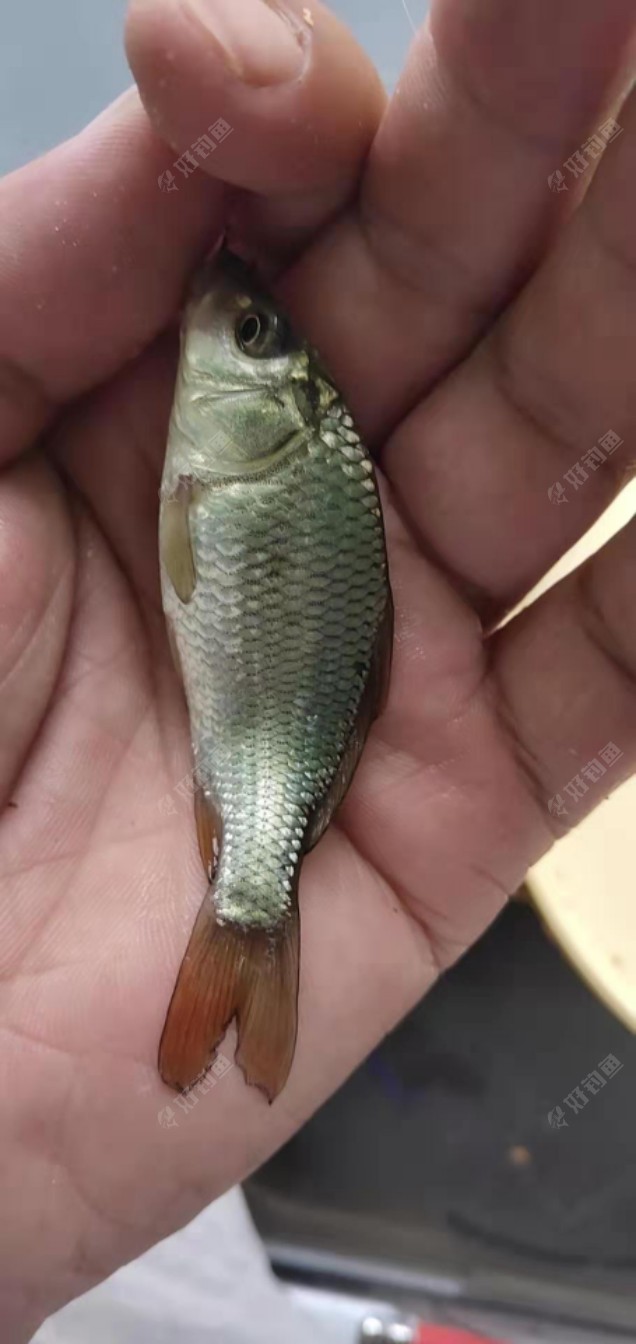 左竿蚯蚓，鲤鱼？锦鲤？鲫鱼？