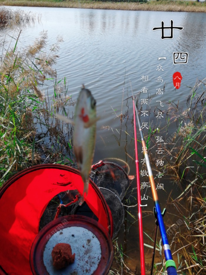 清一色的鲫鱼！