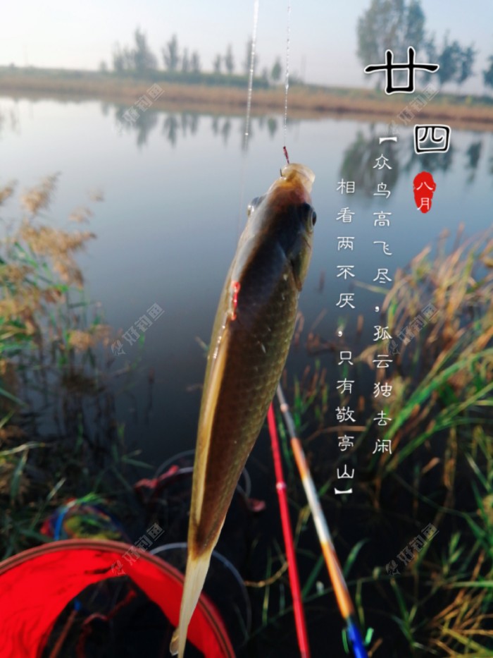 终于顺利开杆了，鱼口较上一星期略微大一点！