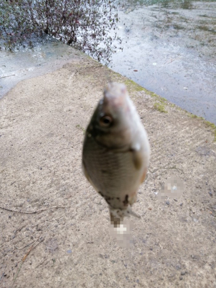 现场了背景不好,处理一下黑嘴巴鲫鱼又吃麦粒最后鱼获换