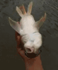 cjd0iVeJsYH9MKXNur0P-nF5d4OiS.gif