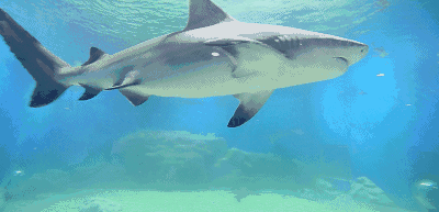 cjd0iVFDdJHMuvNqSl43LUm5y10p7.gif
