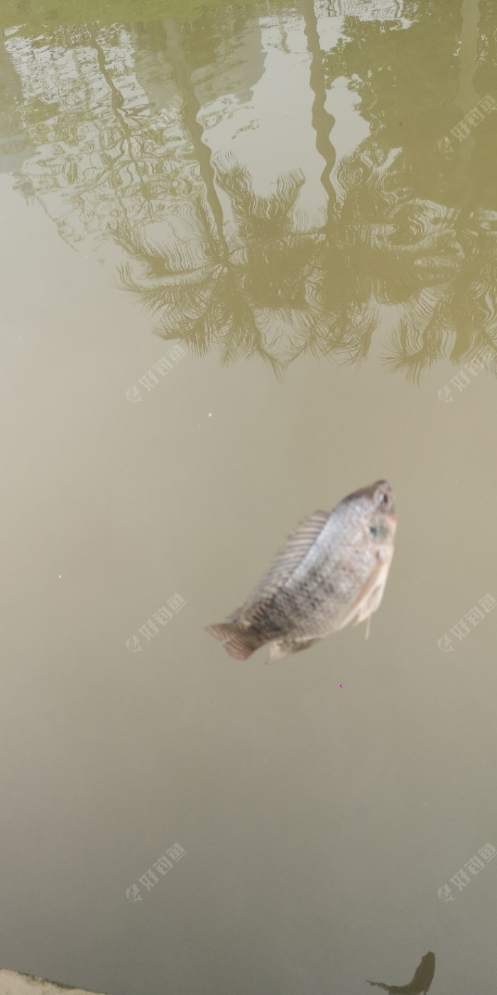 这是在放生吗？