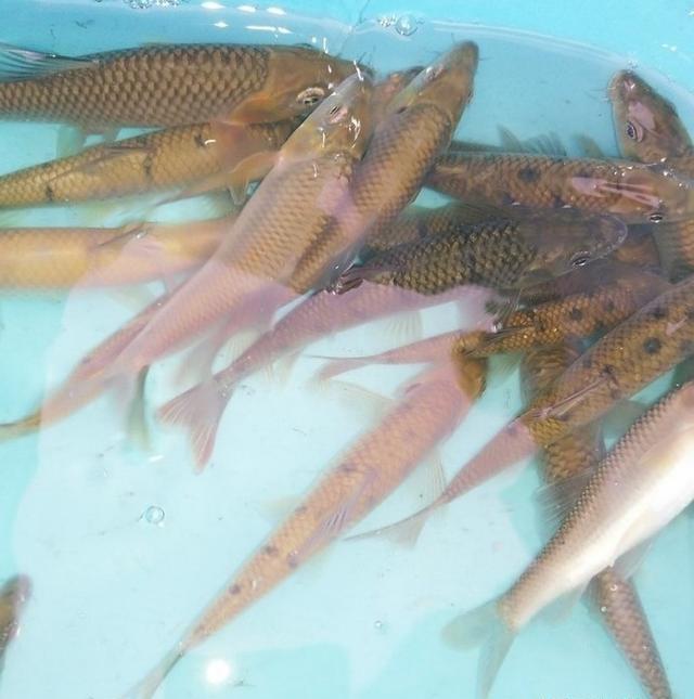 探钓野生石斑鱼，收获20条名贵溪水石斑鱼