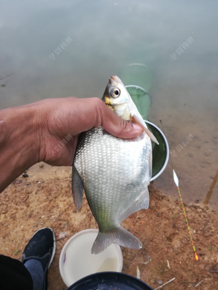 爆护季鱼货多少不重要自己开心就好